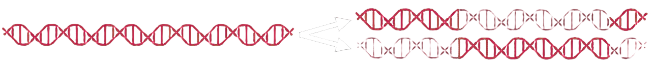 Dispersive replication model