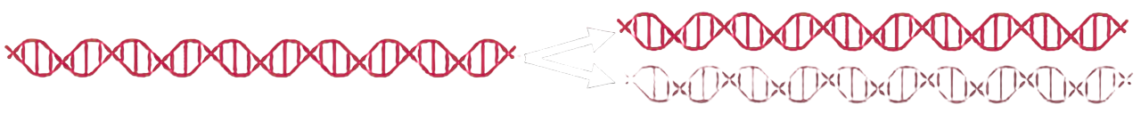 Conservative replication model
