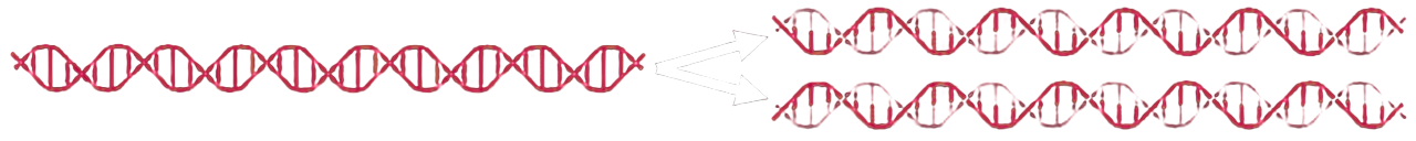 Semiconservative replication model