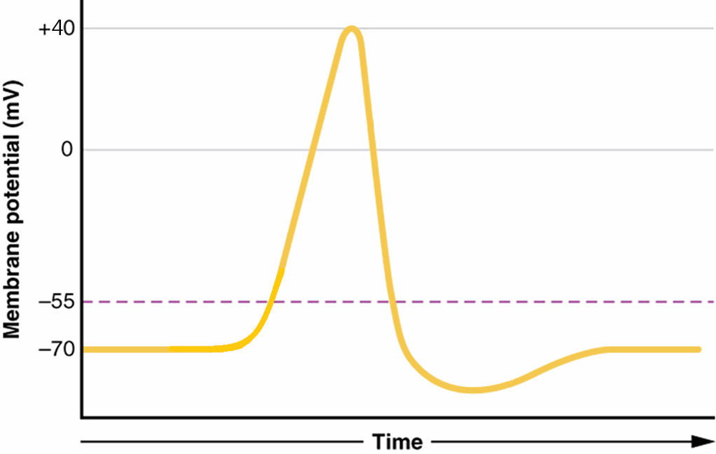 Preview image: action potential