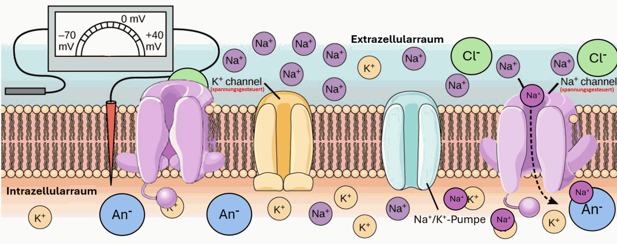 Diagram of depolarisation
