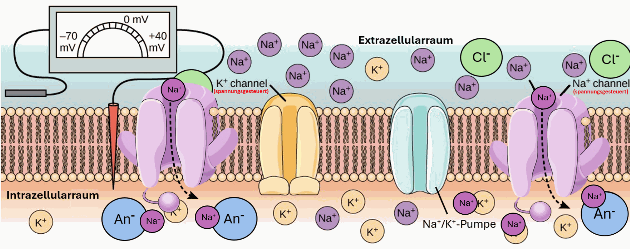 Diagram of above-threshold depolarisation