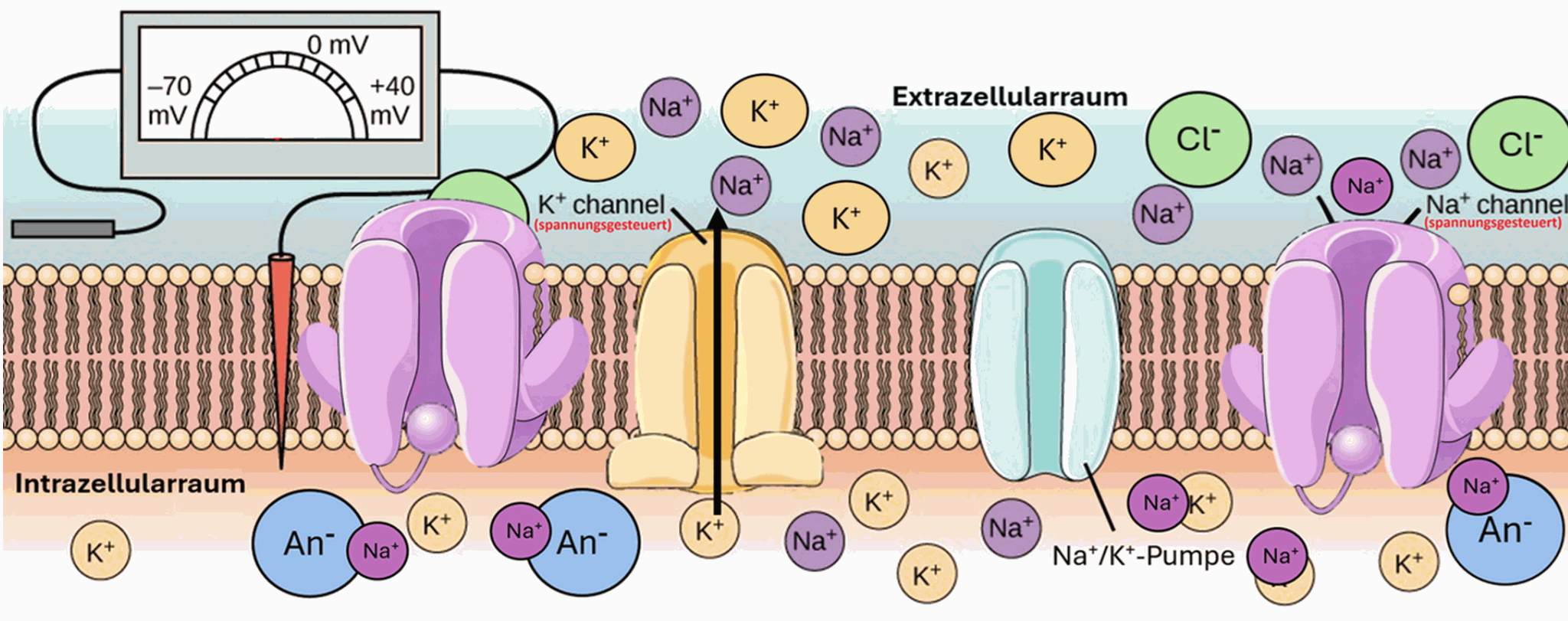 Diagram of repolarisation and hyperpolarisation