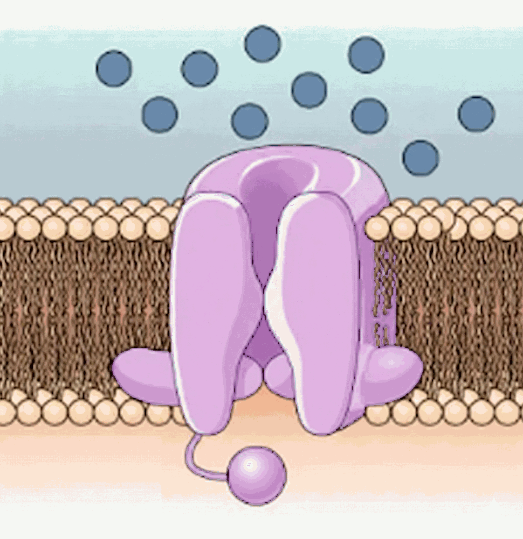 Channel state during depolarisation