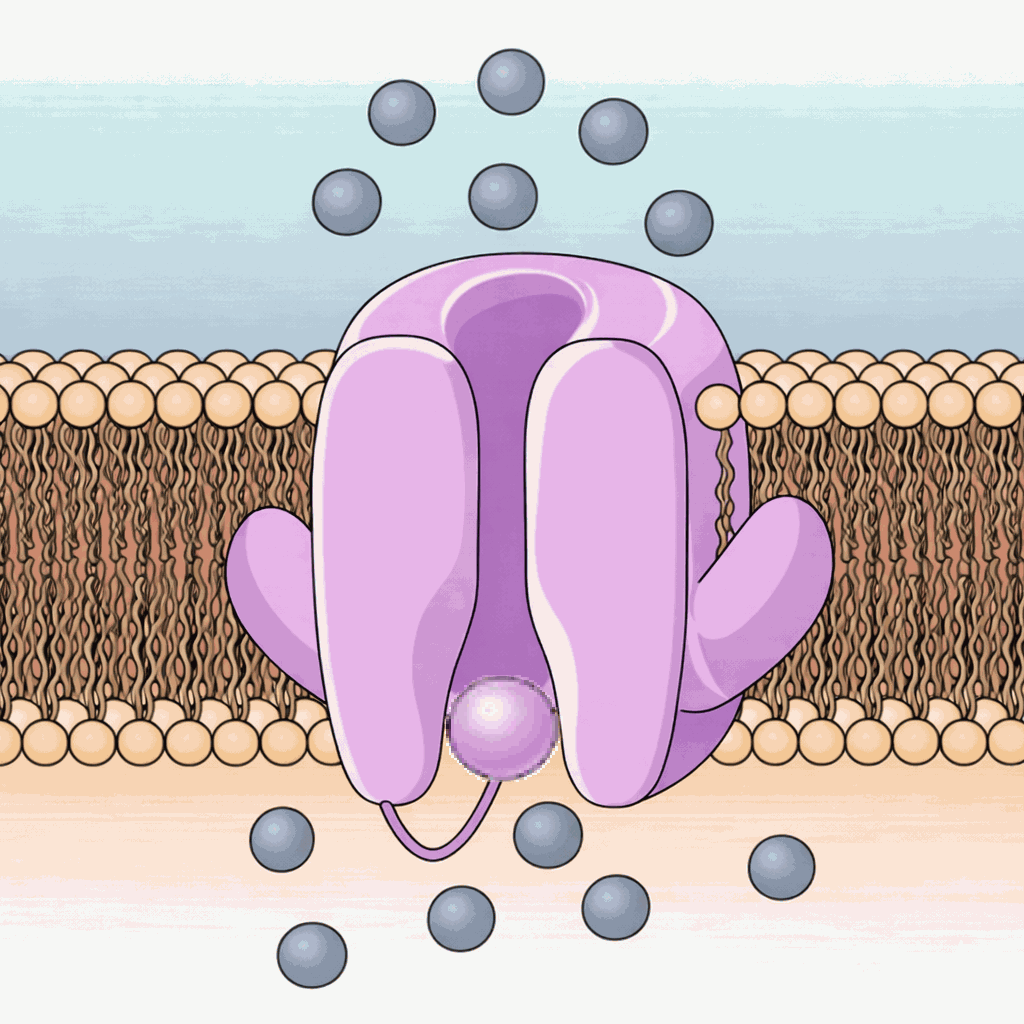 Channel state during the refractory period