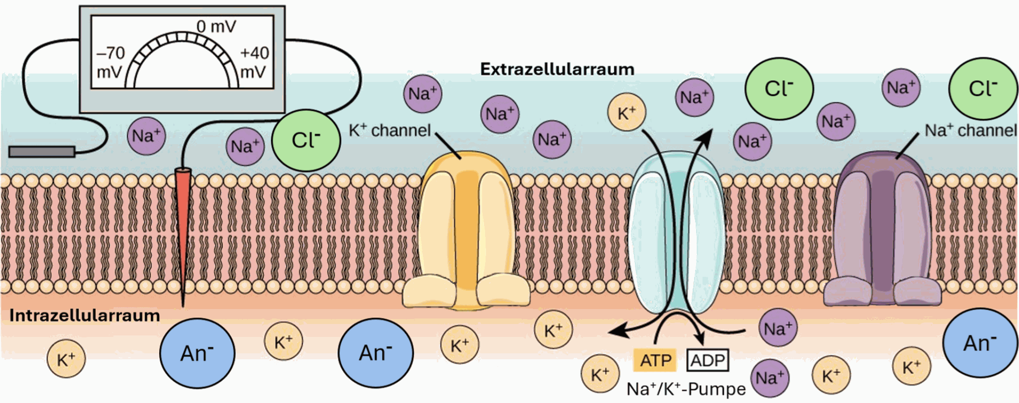Preview image: resting potential