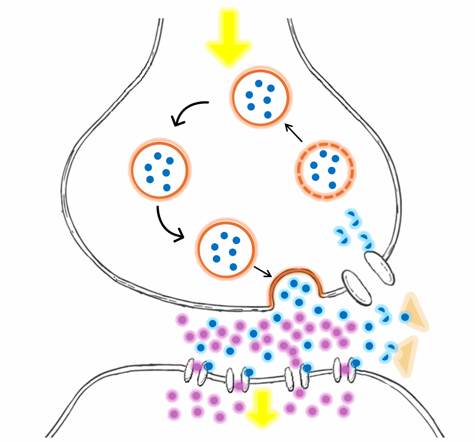 Labelled synapse image