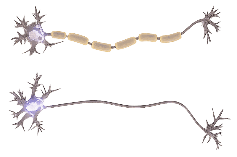 Comparison of myelinated and unmyelinated signal transmission