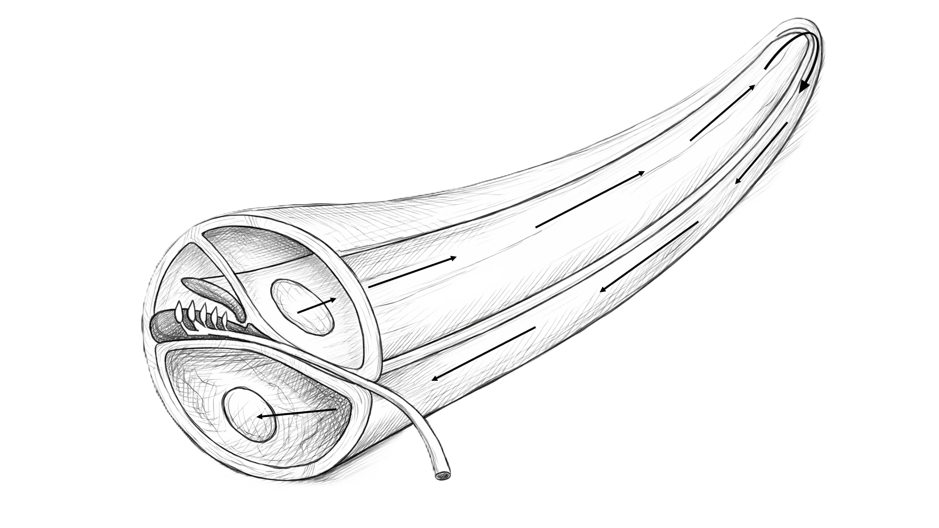 Cochlea - unrolled view