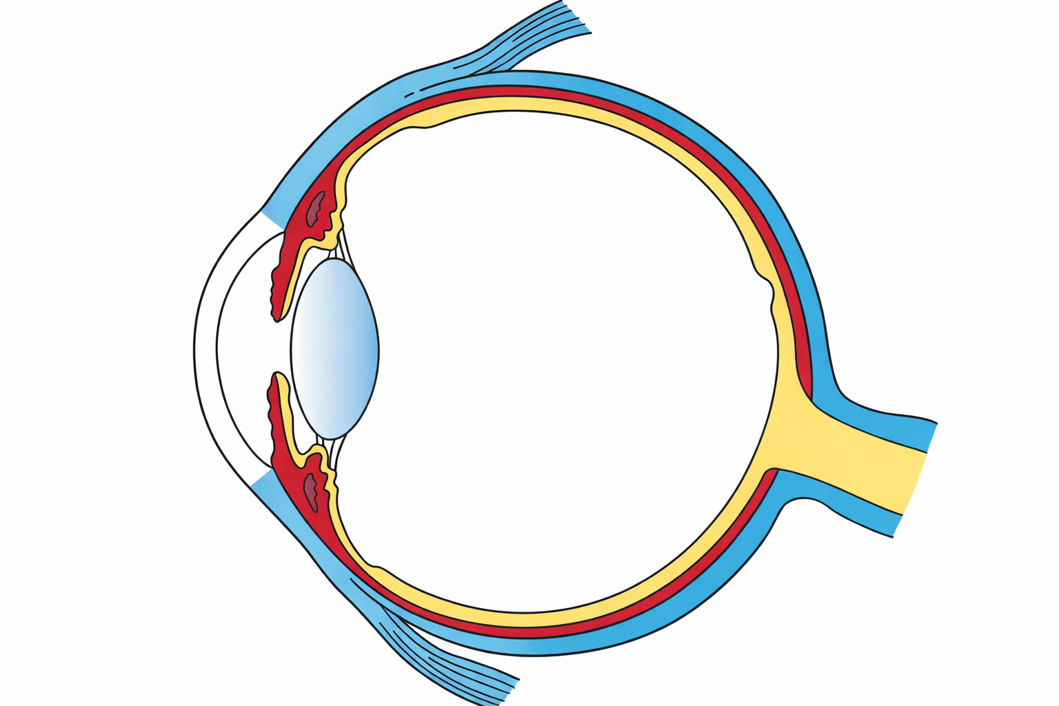 Cross-section of the human eye