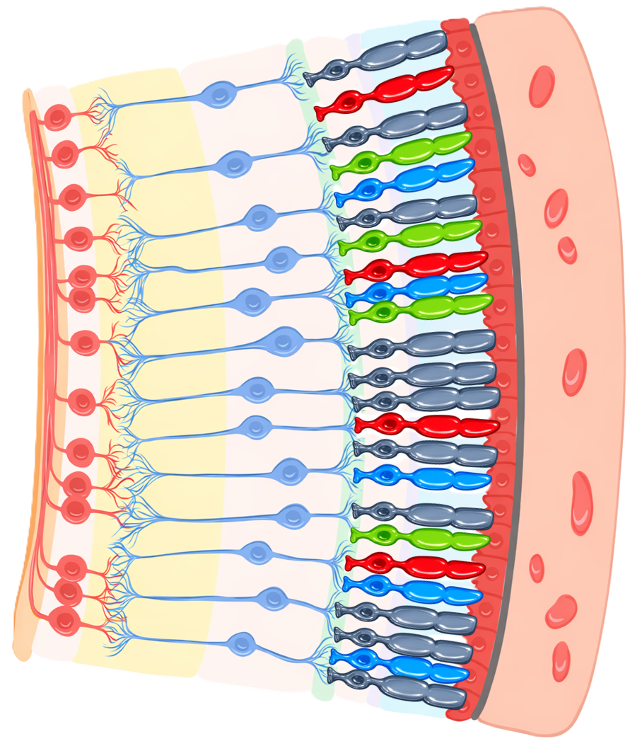 Schematic view of the retina